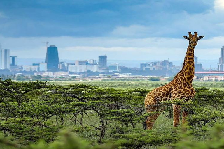 Nairobi; National park, KICC ,Giraffe Center & Town tour