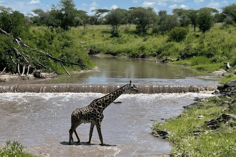 Tanzania: 13-Day Safari & Zanzibar Beach Holiday