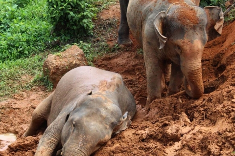Khao Lak: ethische olifantenopvangervaringKhao Lak: ervaring met olifantenverzorging