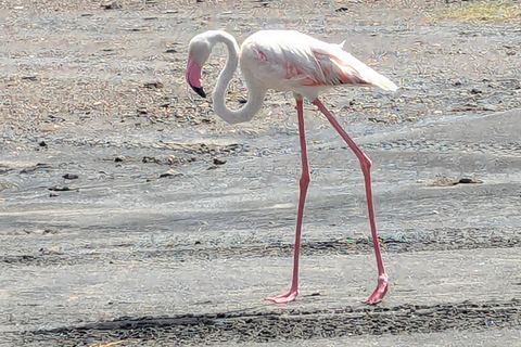 Arusha: 4 giorni di safari nel Serengeti e nel cratere del NgorongoroSafari privato