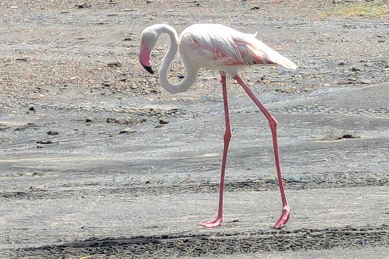 Arusha: 4 giorni di safari nel Serengeti e nel cratere del NgorongoroSafari privato