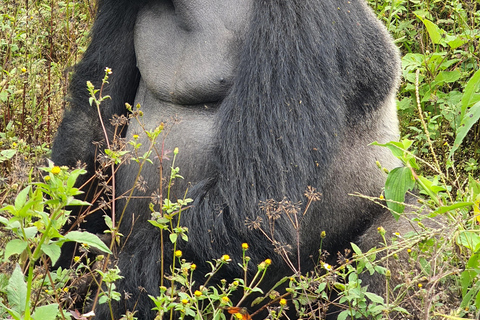 SAFÁRI DE VIDA SELVAGEM DE 9 DIAS EM UGANDA