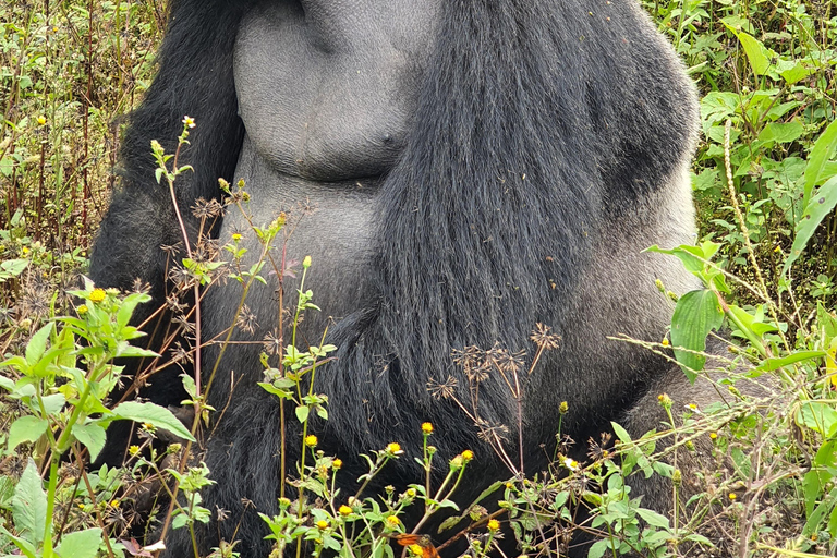 SAFÁRI DE VIDA SELVAGEM DE 9 DIAS EM UGANDA