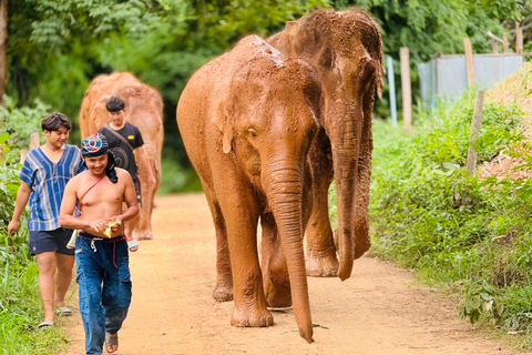 Chiang Mai: Tempel, natuur en cultuur in één dag.Olifantenopvang en Doi Suthep Tour.