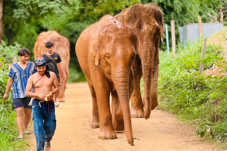 Chiang Mai : Temple , Nature and culture in one day. Elephant Sanctuary and Doi Suthep Tour.