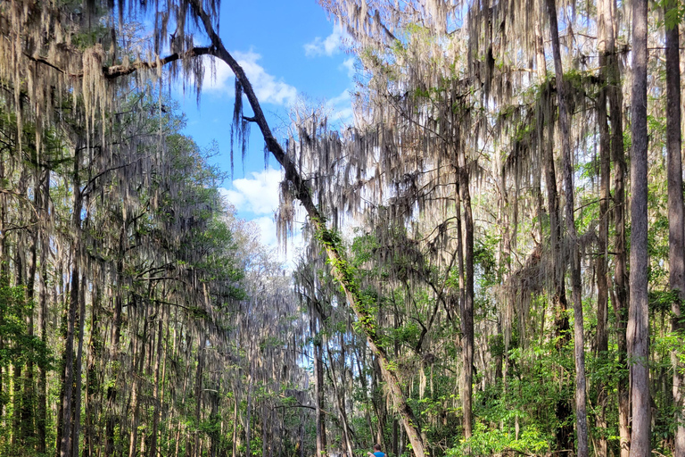 From Orlando: Wild Florida Kayak Tour on the Dora Canal