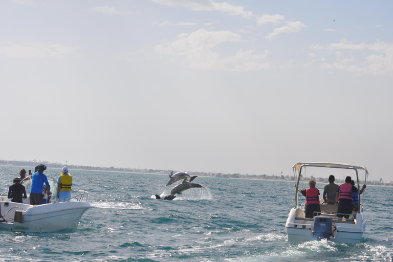 Djerba: Half-Day Boat Trip, Dolphin Watching, Swimming, and Lunch