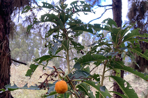 Grande Canarie : excursion dans la forêt de LaurisilvaGrande Canarie : excursion dans la forêt de Laurissilva