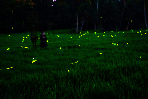 Bali: Magical Night Firefly Tour & Authentic Culture insight