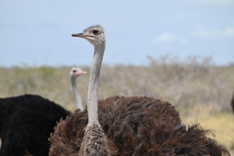 Windhoek: 3-Day Guided Safari in Etosha with Lodge
