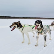 Kemi-Tornio : balade en traîneau Husky avec boisson chaude