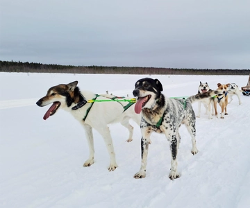 Kemi-Tornio: Paseo en trineo tirado por huskies con bebida caliente