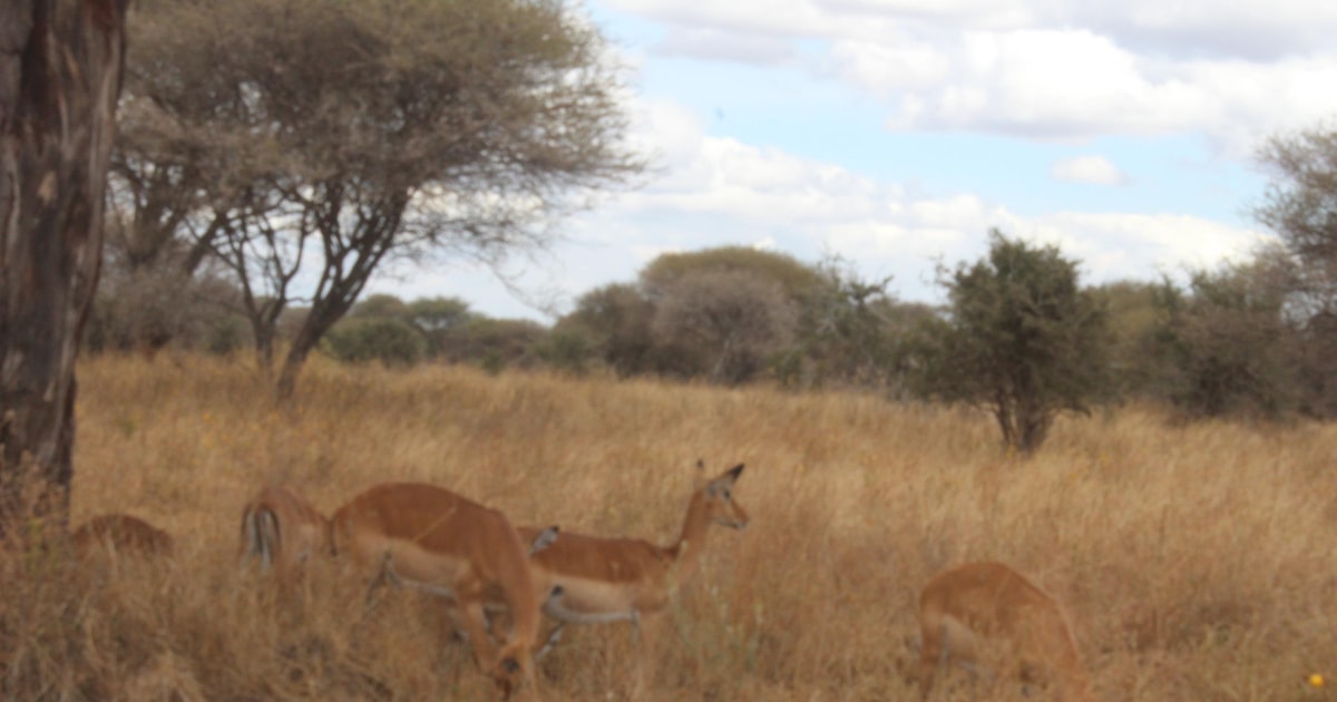 The best highlight of Tanzania safari GetYourGuide