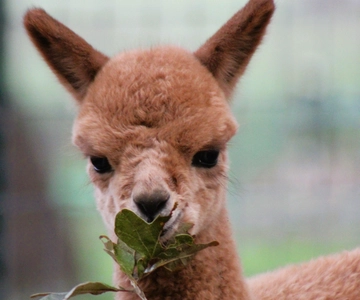 Seguin: Alpaca Experience och Adventure Tour