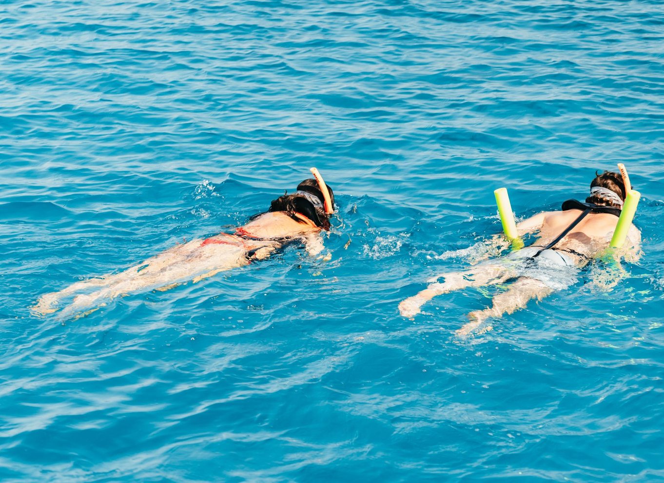 Key West: Økologisk krydstogt med delfinkiggeri og snorkling