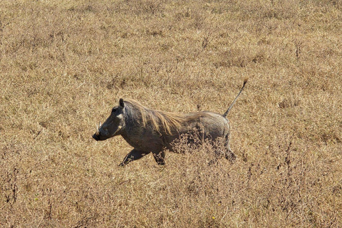 4-Day Tanzania Safari: Tarangire, Ngorongoro With Pickup