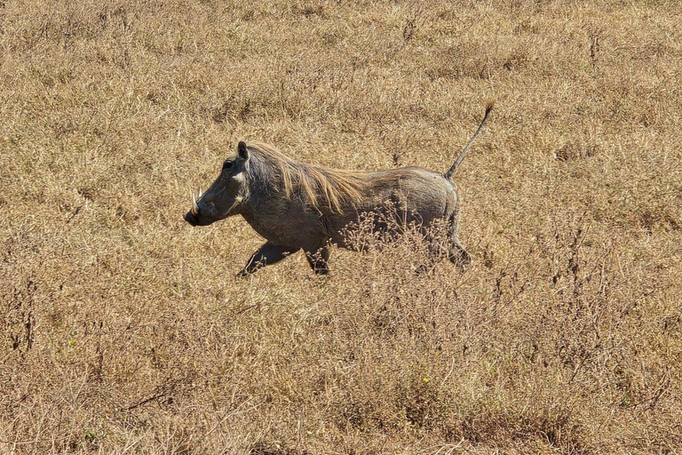 4-Day Tanzania Safari: Tarangire, Ngorongoro With Pickup