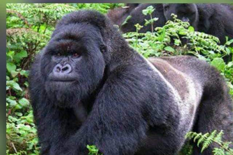 From Kigali, Rwanda: Guided gorilla trekking experience Incredible gorilla Trekking experience in Rwanda