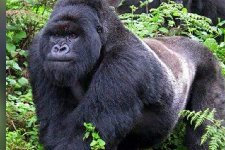 From Kigali, Rwanda: Guided gorilla trekking experience Incredible gorilla Trekking experience in Rwanda