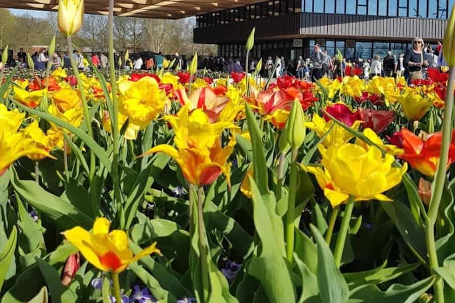 Amsterdam: Keukenhof & FlowerFarm Tour Inklusive Tickets. Foto: GetYourGuide
