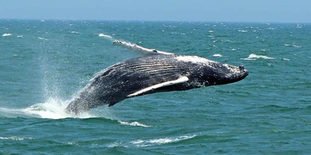 Visit Cape May Jersey Shore Whale and Dolphin Watching Cruise in West Cape May