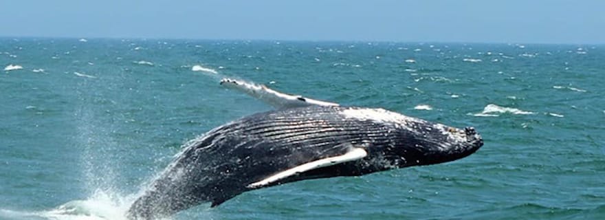 Cape May : croisière d'observation des baleines et des dauphins sur la côte du New Jersey