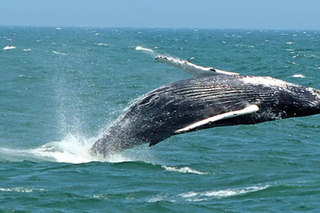 Avvistamento delle balene a Cape May (città)