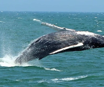 Cape May: Jersey Shore valskådningskryssning och delfinskådning