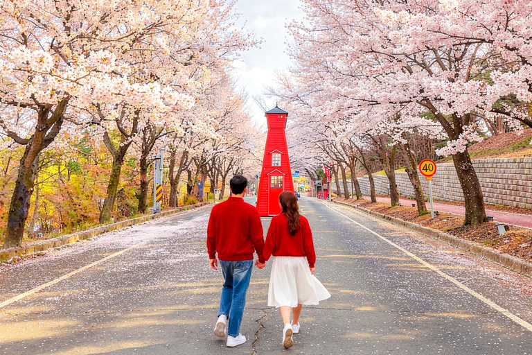 From Seoul: Wonju Nature Day Trip, Ginkgo Tree & Cable Car A. [Spring] Sogeumsan Cable Car & Cherry Blossom Tunnel Tour