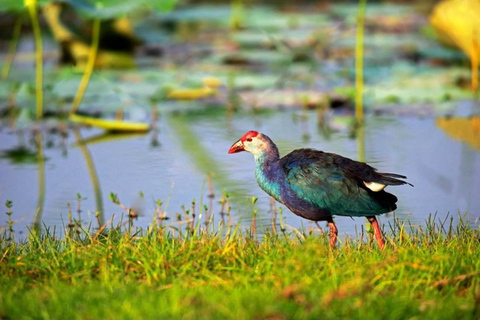 Visit Muthurajawela Wetlands Scenic Boat Ride & Birdwatching
