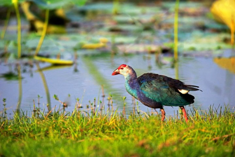 Visit Muthurajawela Wetlands Scenic Boat Ride & Birdwatching