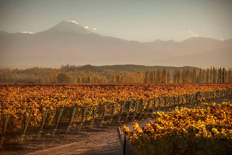 Circuit « Route des vins de Mendoza »Circuit œnologique dans la région de Mendoza