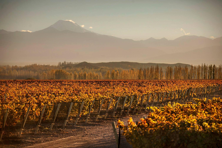 Circuit « Route des vins de Mendoza »Circuit œnologique dans la région de Mendoza