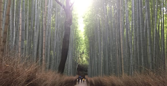 Kyoto: Arashiyama Monkey Park, Bamboo Forest, and Temples