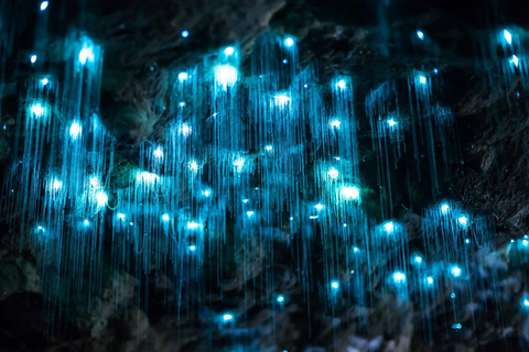 Private Day Tour: Waitomo Glowworms & Hobbiton Movie Set
