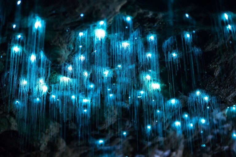 Private Day Tour: Waitomo Glowworms & Hobbiton Movie Set