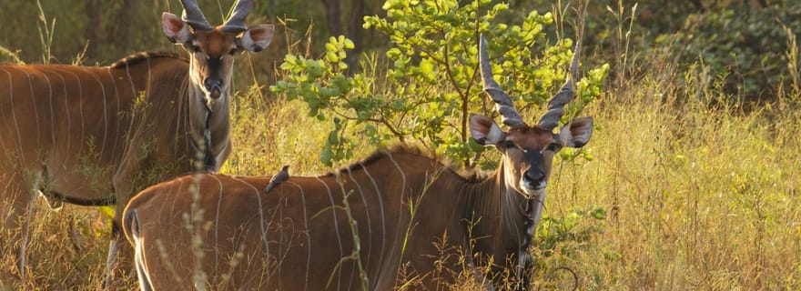 Depuis Banjul : excursion d'une journée en 4x4 dans la réserve de Fathala