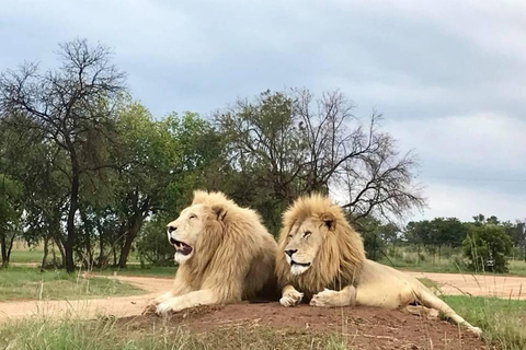 Passeio pelo Lion Park em veículo aberto de safáriLion Park Tour em veículo Open Safari