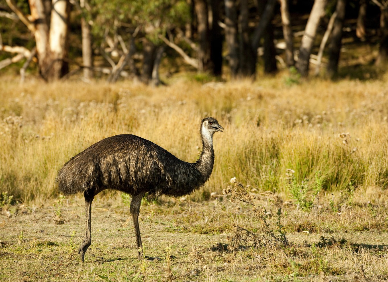 Fra Melbourne: Grampians National Park Bushwalking Tour