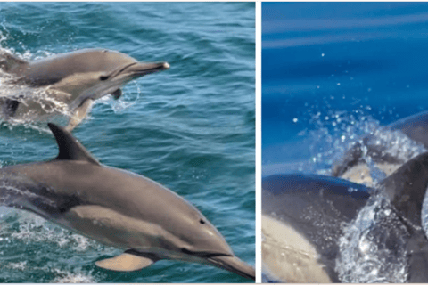 Cape Town to Hermanus Whale Watching Day Tour
