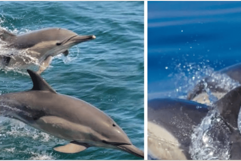 Cape Town to Hermanus Whale Watching Day Tour