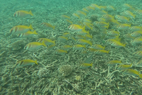 Phuket : Excursion d'une journée dans la baie de Maya, les îles Phi Phi, Green et Khai