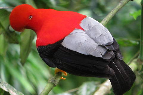 Fuga nella foresta pluviale di Manu - 3 giorni di vita selvaggia in Amazzonia