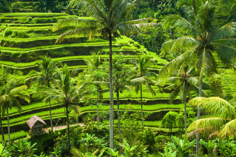Bali: Ubud Rice Terraces, Monkey Forest & Waterfall Tour Full Package: All entry fees & lunch included
