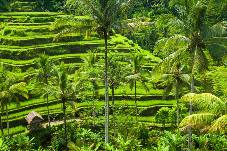 Bali: Ubud Rice Terraces, Monkey Forest & Waterfall Tour Full Package: All entry fees & lunch included