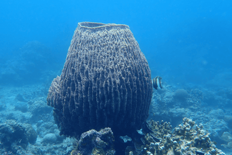 Boracay: Discover Scuba Diving | Pickup at the Hotel
