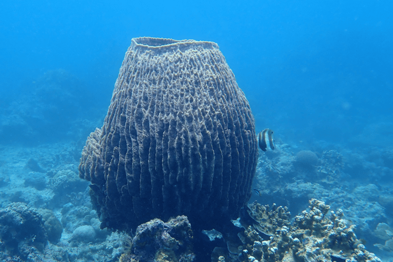 Boracay: Discover Scuba Diving | Pickup at the Hotel