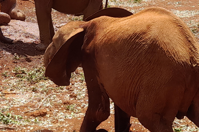 Nairobi: Parco nazionale, orfanotrofio degli elefanti e tour delle giraffe