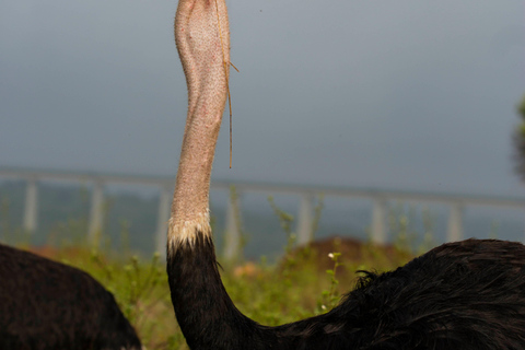 Nairobi: National Park Guided Game Drive Nairobi National Park Private Game Drive