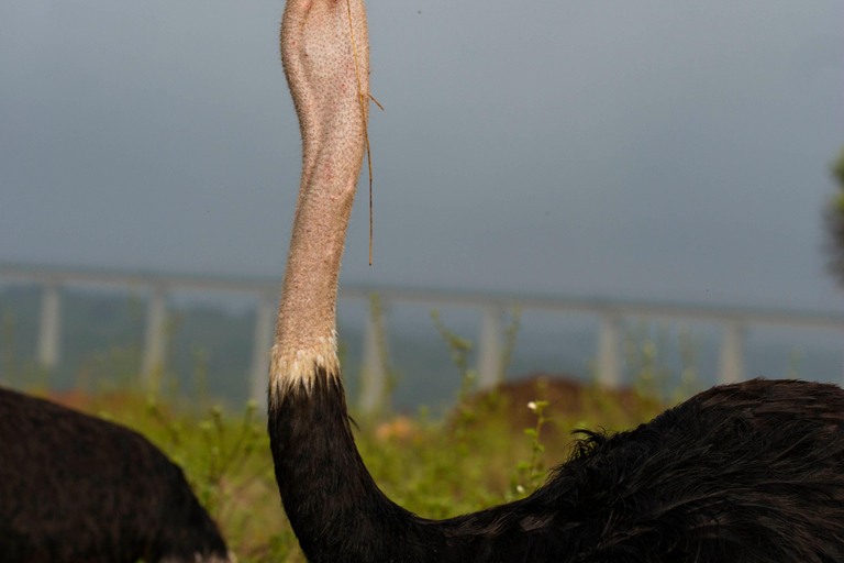 Nairobi: National Park Guided Game Drive Nairobi National Park Private Game Drive